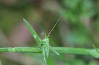 Tettigonia viridissima