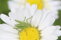 Tettigonia viridissima