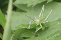 Tettigonia viridissima