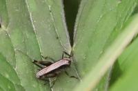 Pholidoptera griseoaptera