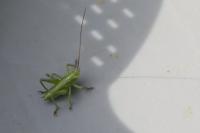 Tettigonia viridissima