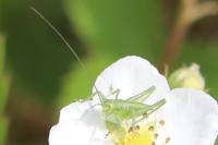 Tettigonia viridissima