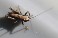 Pholidoptera griseoaptera