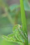 Tettigonia viridissima