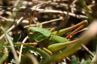 Decticus verrucivorus