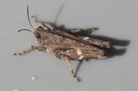 Tetrix undulata