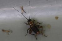 Nemobius sylvestris