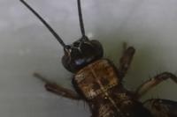 Nemobius sylvestris