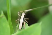 Pholidoptera griseoaptera