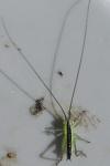 Conocephalus