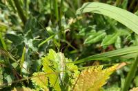 Tettigonia viridissima