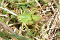 Decticus verrucivorus