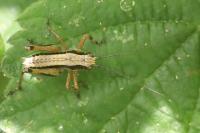 Pholidoptera griseoaptera