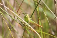 Bicolorana bicolor