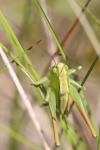Bicolorana bicolor