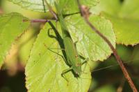 Phaneroptera