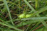 Tettigonia viridissima
