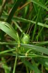 Tettigonia viridissima