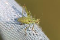 Phaneroptera
