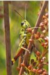 Stethophyma grossum