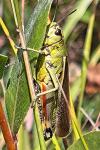Stethophyma grossum