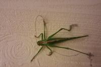 Tettigonia viridissima