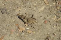 Oedipoda caerulescens