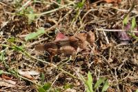 Oedipoda caerulescens