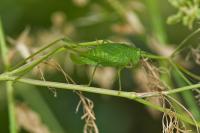 Phaneroptera