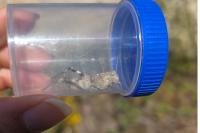 Oedipoda caerulescens