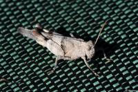 Oedipoda caerulescens