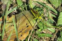 Stethophyma grossum