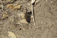 Oedipoda caerulescens