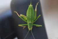 Leptophyes punctatissima