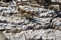 Oedipoda caerulescens