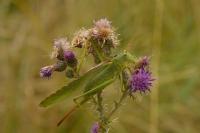 Tettigonia viridissima