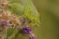 Tettigonia viridissima