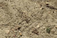 Oedipoda caerulescens