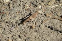 Oedipoda caerulescens