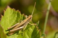 Chorthippus dorsatus