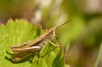 Chorthippus dorsatus