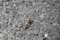 Oedipoda caerulescens