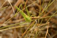 Phaneroptera falcata