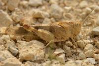 Oedipoda caerulescens