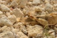 Oedipoda caerulescens