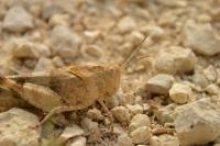 Oedipoda caerulescens