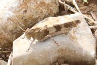 Oedipoda caerulescens