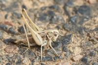 Tessellana tessellata