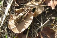 Oedipoda caerulescens