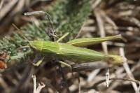 Chorthippus dorsatus